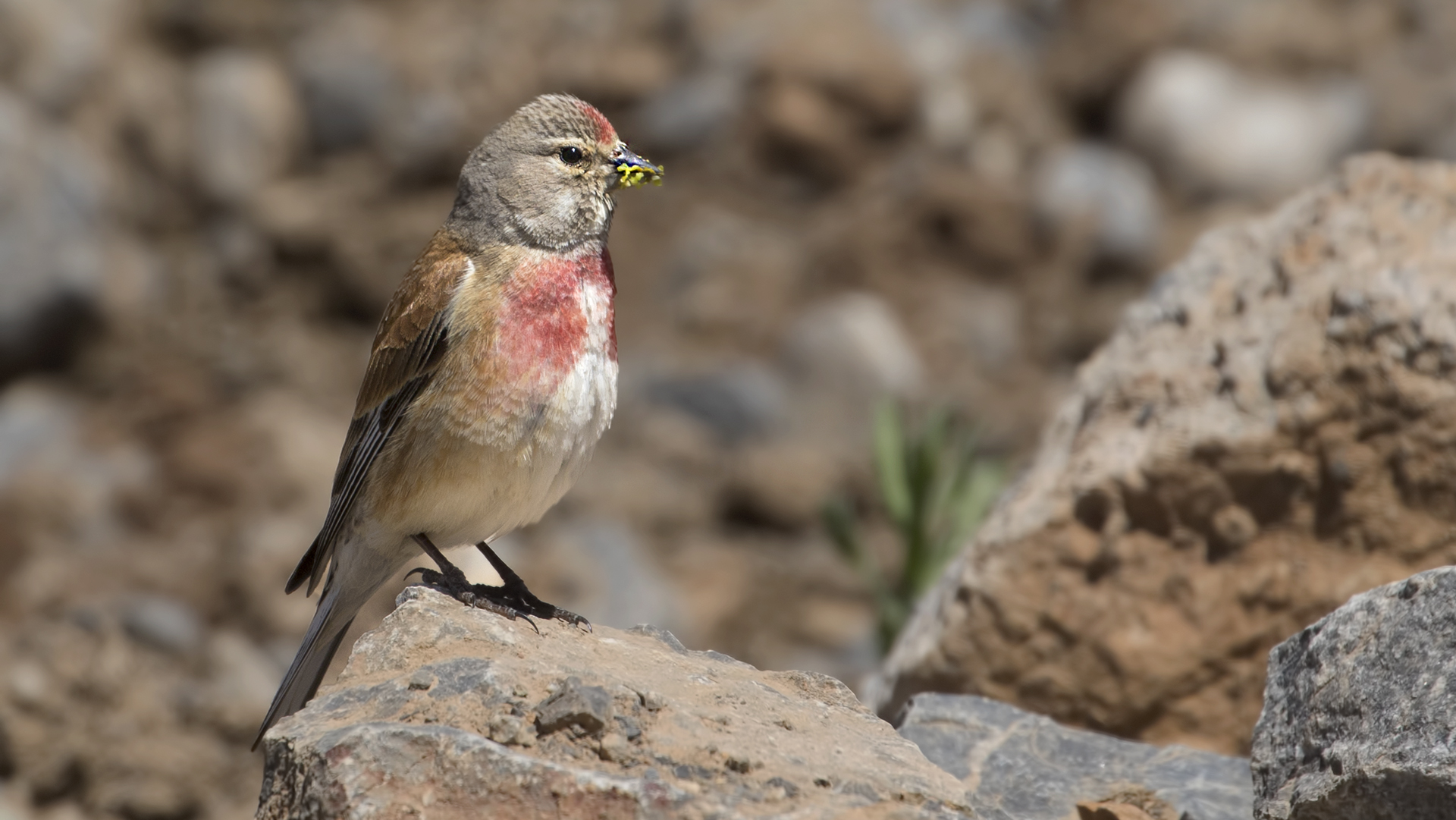 Eurasian Linnet